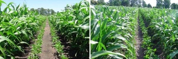 Intersiembra Sorgo - Soja en Venado Tuerto (Buenos Aires, Argentina) - Image 2