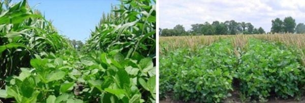 Intersiembra Sorgo - Soja en Venado Tuerto (Buenos Aires, Argentina) - Image 3