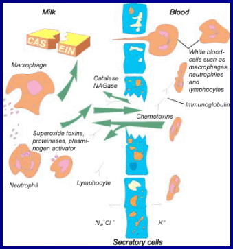 Diagnóstico de mastitis en un tambo problema - Image 2