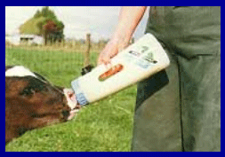 Diagnóstico de mastitis en un tambo problema - Image 8