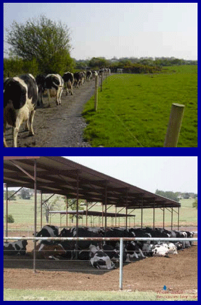 Diagnóstico de mastitis en un tambo problema - Image 12
