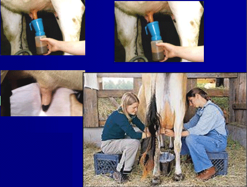 Diagnóstico de mastitis en un tambo problema - Image 23