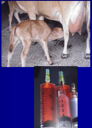 Diagnóstico de mastitis en un tambo problema - Image 38