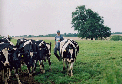 Diagnóstico de mastitis en un tambo problema - Image 10
