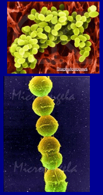 Diagnóstico de mastitis en un tambo problema - Image 26