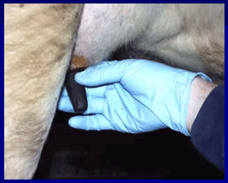 Diagnóstico de mastitis en un tambo problema - Image 14