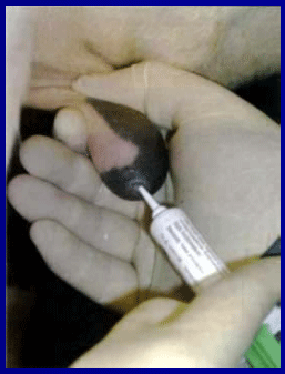 Diagnóstico de mastitis en un tambo problema - Image 19