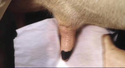 Diagnóstico de mastitis en un tambo problema - Image 15