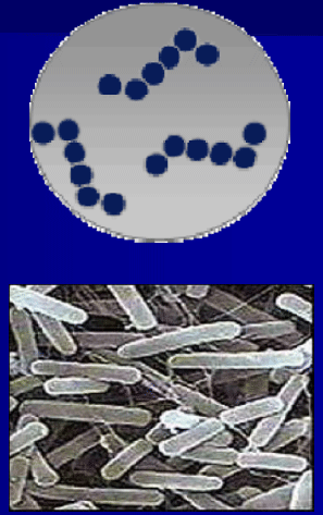 Diagnóstico de mastitis en un tambo problema - Image 27