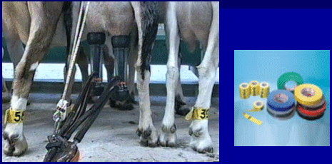 Diagnóstico de mastitis en un tambo problema - Image 20