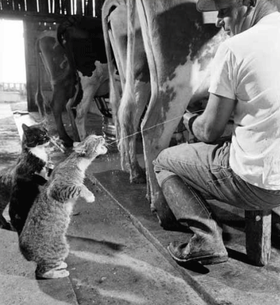 Diagnóstico de mastitis en un tambo problema - Image 16