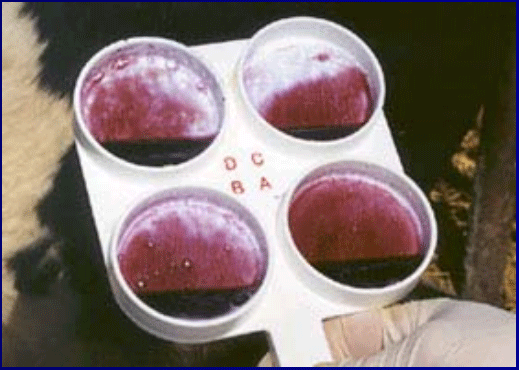 Diagnóstico de mastitis en un tambo problema - Image 37