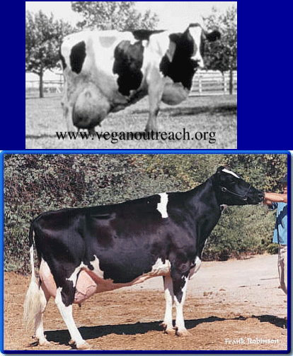 Diagnóstico de mastitis en un tambo problema - Image 34