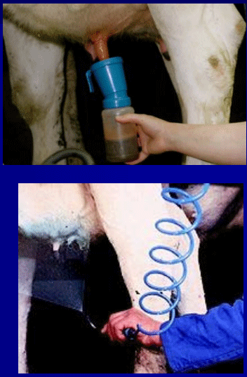 Diagnóstico de mastitis en un tambo problema - Image 18