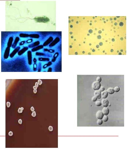  Nuevos desafíos para la salud mamaria - Image 26