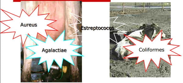  Nuevos desafíos para la salud mamaria - Image 24