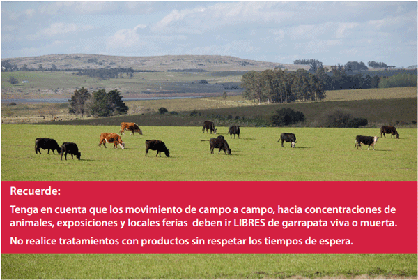 ¿Por qué es importante controlar la garrapata? - Image 9