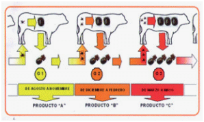 ¿Por qué es importante controlar la garrapata? - Image 4