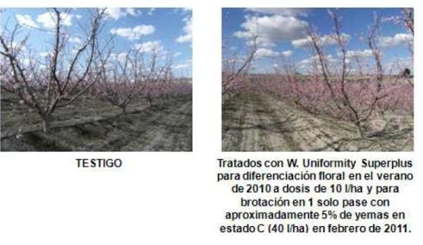 Inducción y diferenciación floral por reservas y equilibrios hormonales en: Cereza - Melocotón y Albaricoque - Image 28