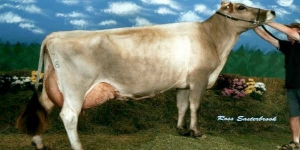 Entendiendo el “Brown Swiss Performance Summary” Parte 1 - Image 1