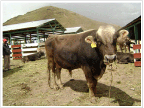 ¡Atención con las propagandas de los toros! - Image 1