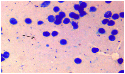 Prospección de Tuberculosis en ganaderías lecheras y en bovinos faenados del Cantón Loja - Image 8