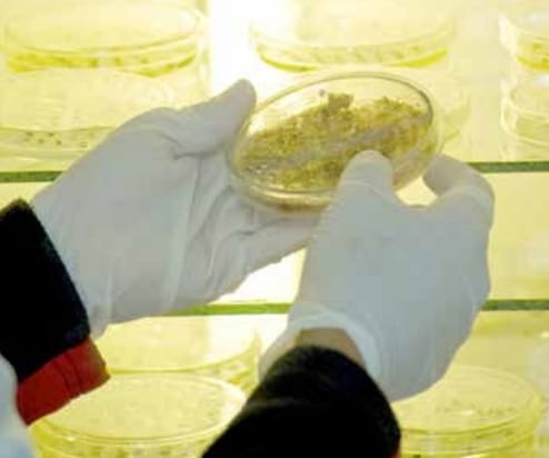 Estudio epidemiológico y caracterización de los microorganismos que afectan la reproducción del ganado bovino en las ganaderías del cantón Loja - Image 1