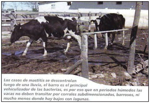 Factores que hacen a la calidad de leche en períodos de lluvia - Image 3