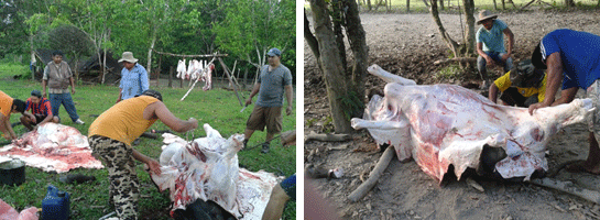 Antecedentes y diagnóstico situacional de la crianza de búfalos en el fundo valle sacta de la UMSS - Image 23