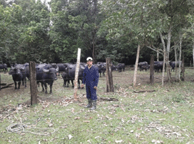 Antecedentes y diagnóstico situacional de la crianza de búfalos en el fundo valle sacta de la UMSS - Image 31