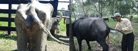 Antecedentes y diagnóstico situacional de la crianza de búfalos en el fundo valle sacta de la UMSS - Image 26