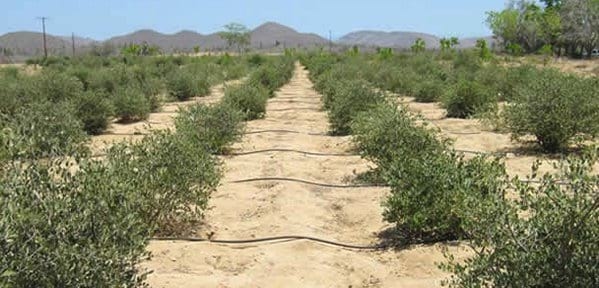 Los terrenos áridos, desérticos y pobres en nutrientes, tienen solución - Image 1