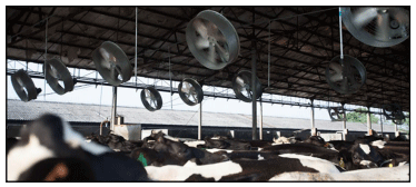 Minimizar el estrés térmico para maximizar la producción y calidad de leche - Image 3