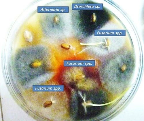 Sanidad en semillas de trigo (triticum aestivum l. Merr.) - Image 1