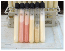 Calidad microbiológica de leches crudas en dos regiones del caribe colombiano. ¿se puede mejorar esta calidad? - Image 4