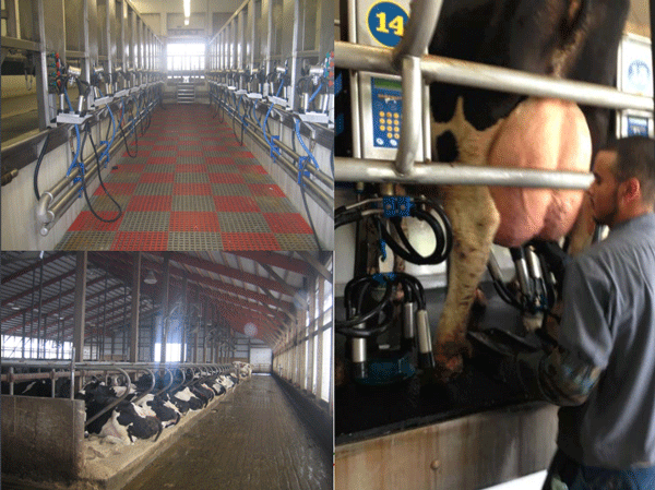 Cinco Factores Clave en Programas de Mejoramiento de Calidad de la Leche - Image 4