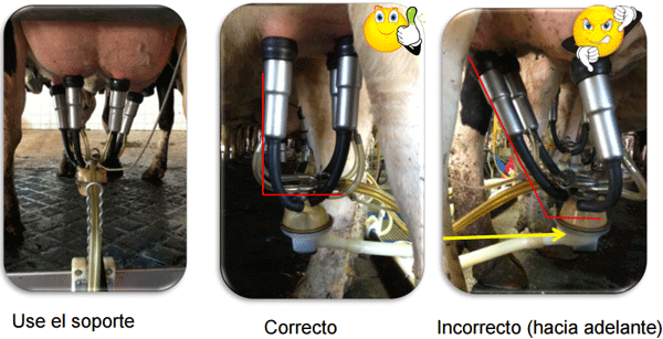 Cinco Factores Clave en Programas de Mejoramiento de Calidad de la Leche - Image 21