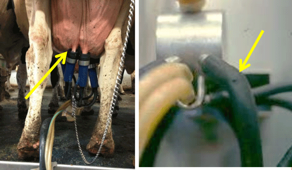 Cinco Factores Clave en Programas de Mejoramiento de Calidad de la Leche - Image 11