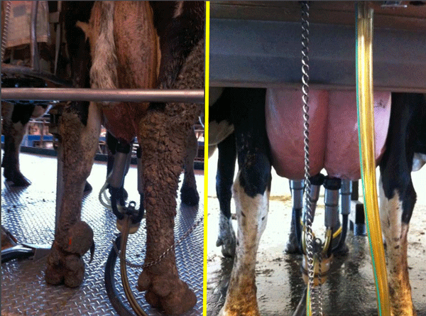 Cinco Factores Clave en Programas de Mejoramiento de Calidad de la Leche - Image 8