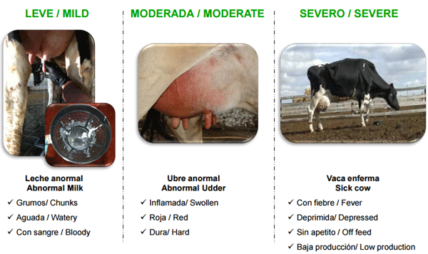 Cinco Factores Clave en Programas de Mejoramiento de Calidad de la Leche - Image 24