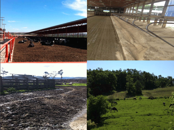 Cinco Factores Clave en Programas de Mejoramiento de Calidad de la Leche - Image 7