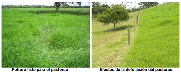 Determinación de la capacidad de carga animal en los potreros - Image 3