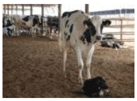 Puntos clave del secado en un programa de control de mastitis - Image 1