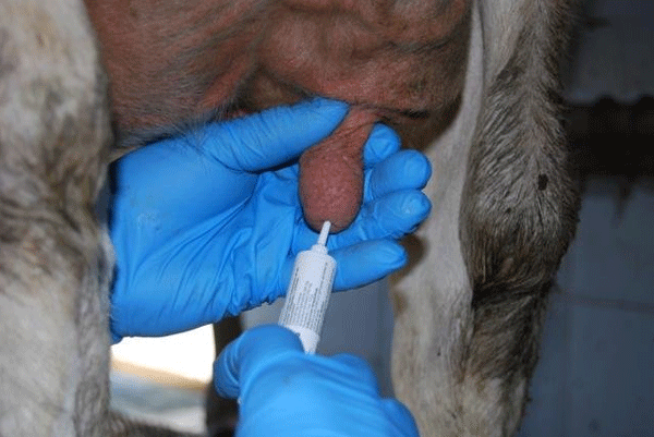 Puntos clave del secado en un programa de control de mastitis - Image 3