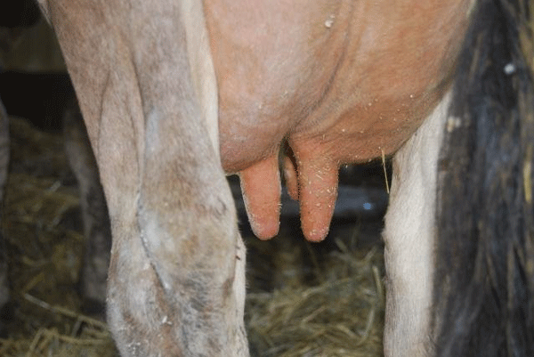 Puntos clave del secado en un programa de control de mastitis - Image 2