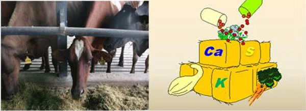 Diagnosis de Hipocalcemias en Vacas de Transición en Fincas lecheras de Trópico Venezolano - Image 25