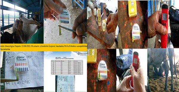 Diagnosis de Hipocalcemias en Vacas de Transición en Fincas lecheras de Trópico Venezolano - Image 12