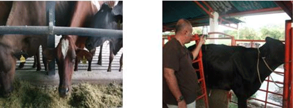 Diagnosis de Hipocalcemias en Vacas de Transición en Fincas lecheras de Trópico Venezolano - Image 26