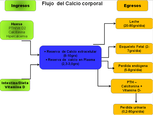 Diagnosis de Hipocalcemias en Vacas de Transición en Fincas lecheras de Trópico Venezolano - Image 5