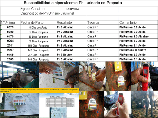 Diagnosis de Hipocalcemias en Vacas de Transición en Fincas lecheras de Trópico Venezolano - Image 13